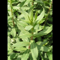 Hieracium Sabaudum (ss esp. Salicetorum) (fam. Composees) (Europe) (1)